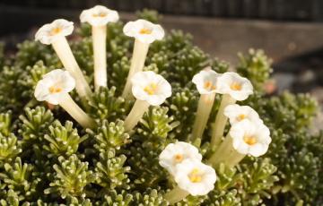 Benthamiella North American Rock Garden Society